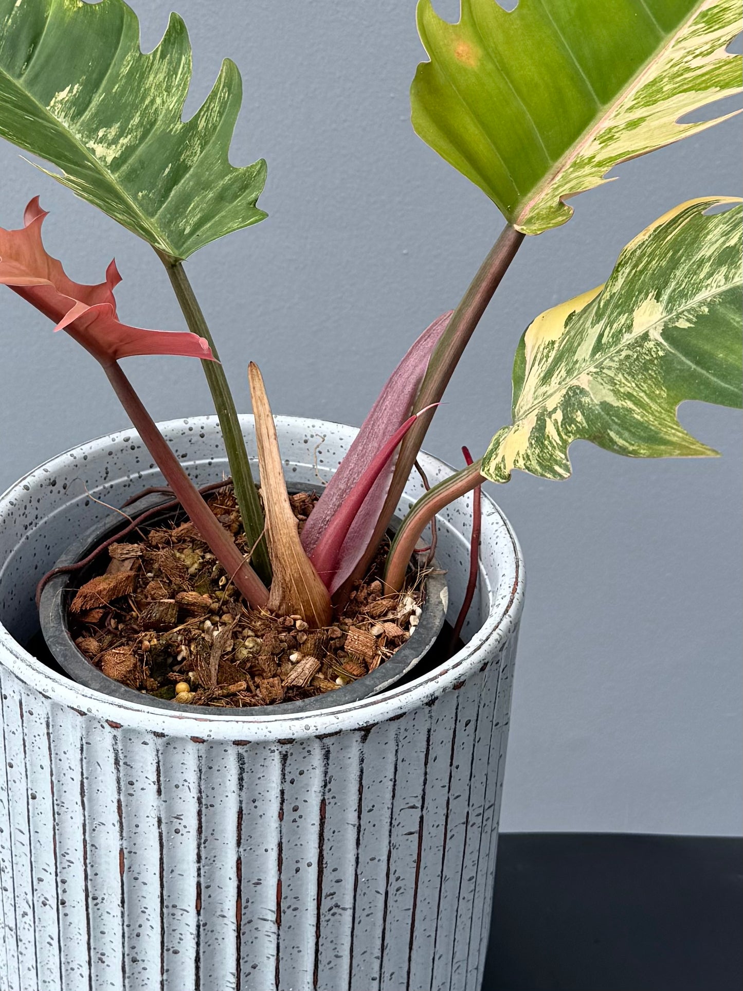 Philodendron Caramel Marble