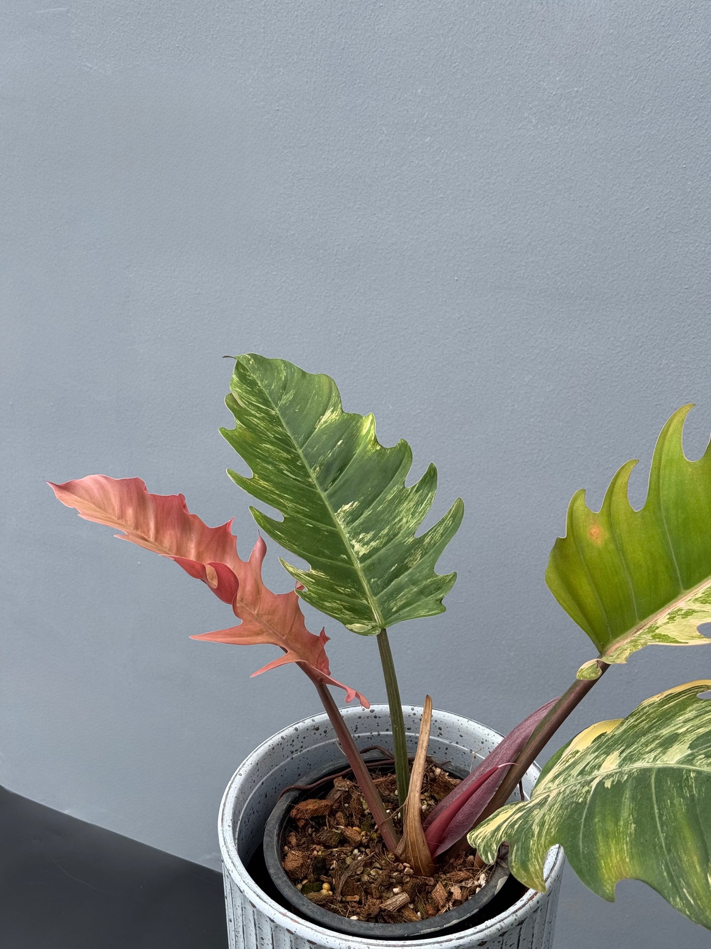 Philodendron Caramel Marble