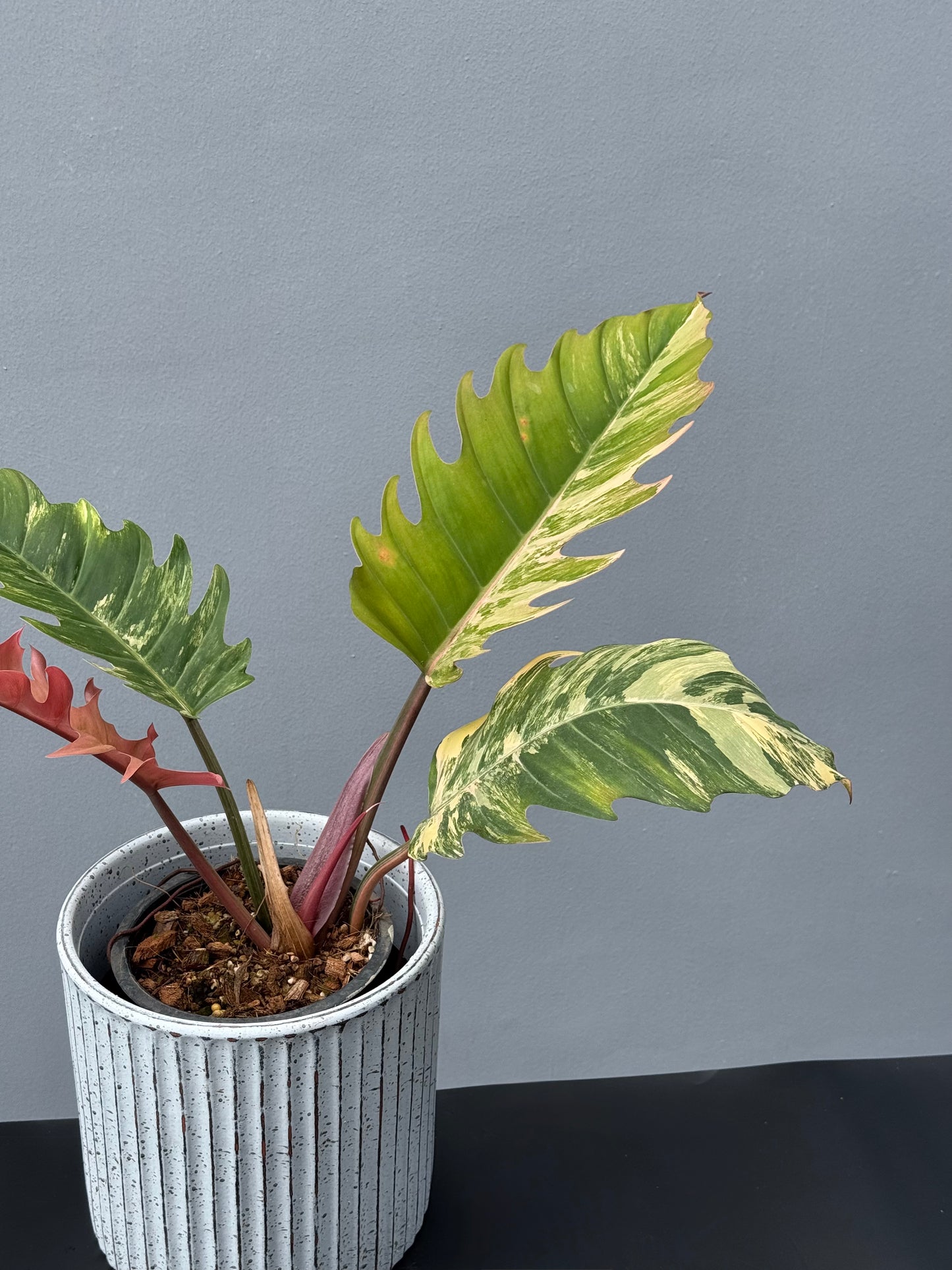 Philodendron Caramel Marble