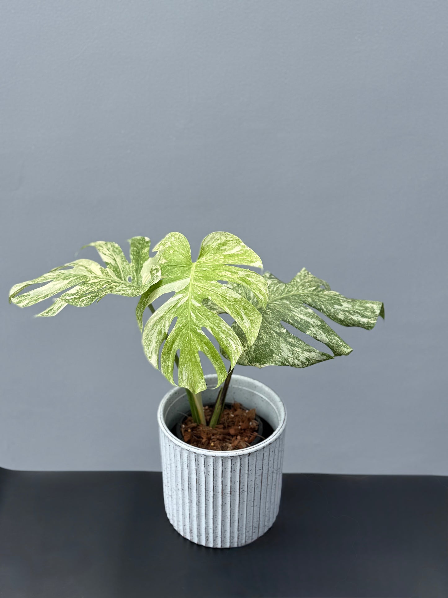 Monstera Deliciosa Legacy