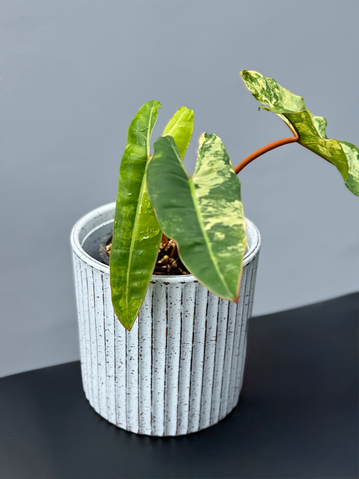 Philodendron Billietiae Variegata