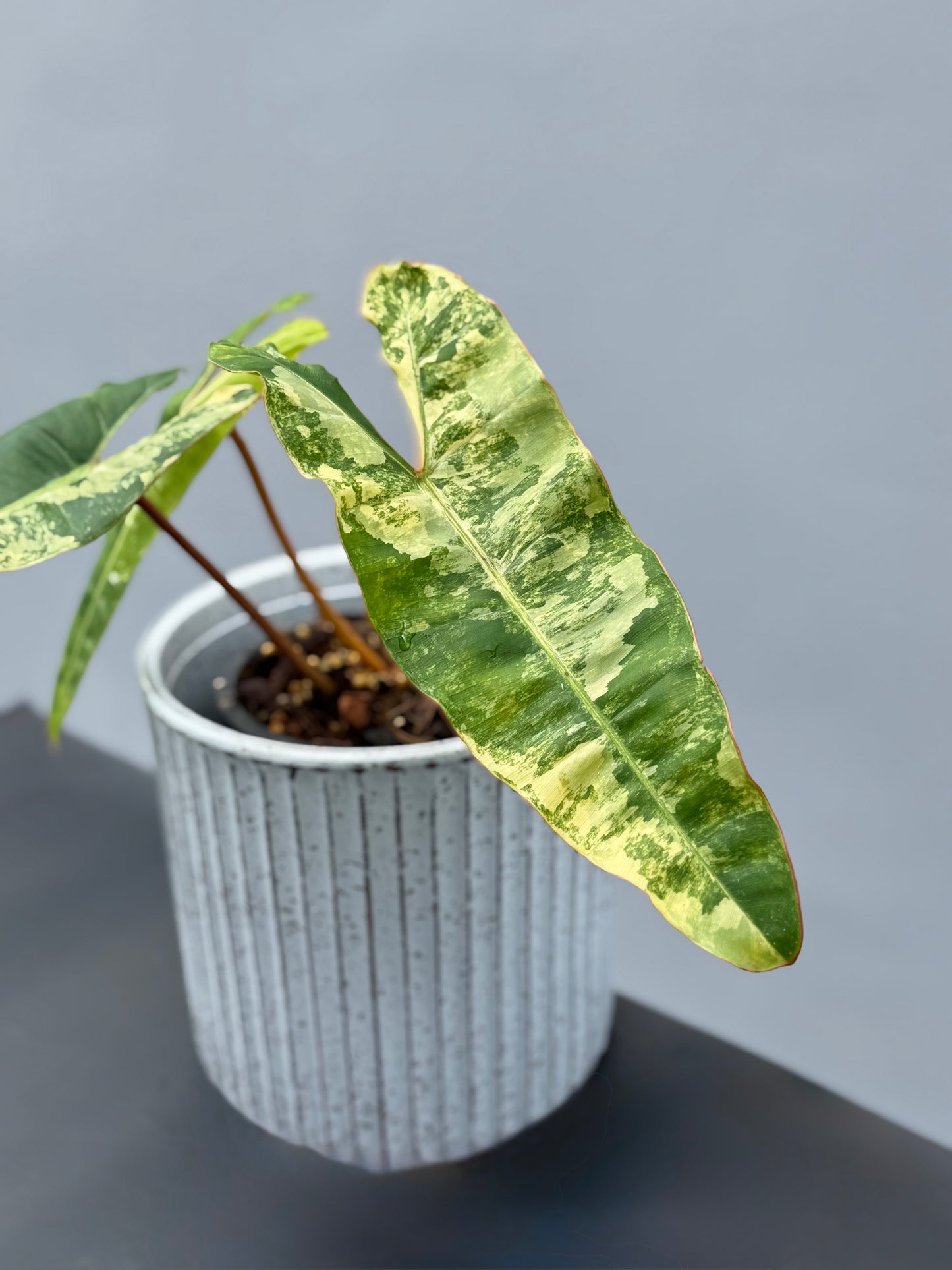 Philodendron Billietiae Variegata