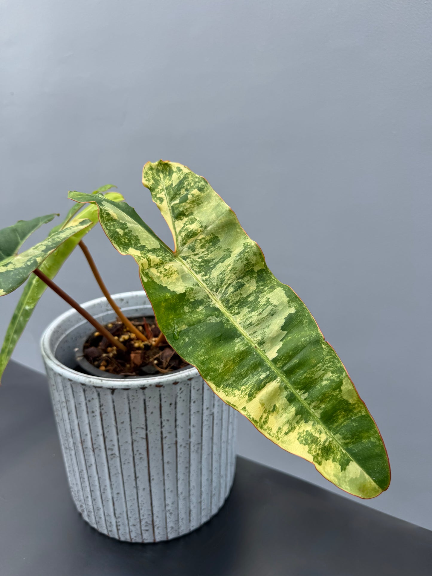 Philodendron Billietiae Variegata