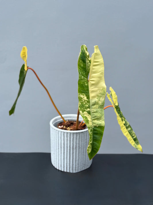 Philodendron Billietiae Variegated