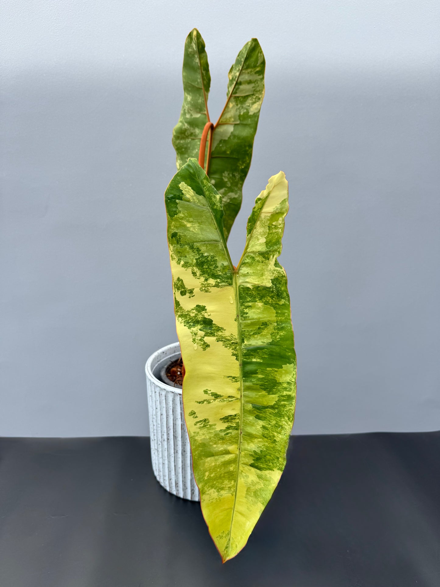 Philodendron Billietiae Variegata