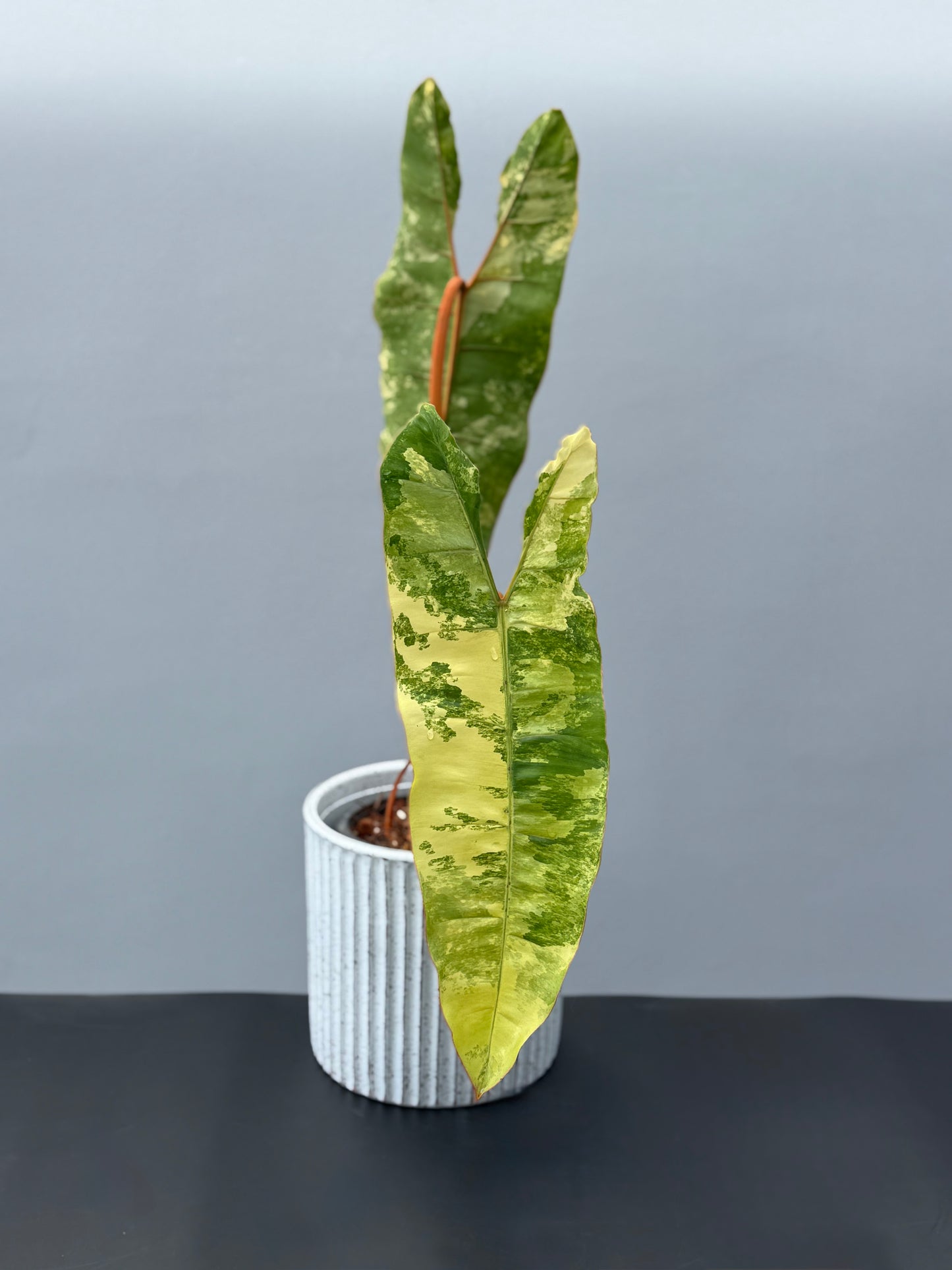 Philodendron Billietiae Variegata