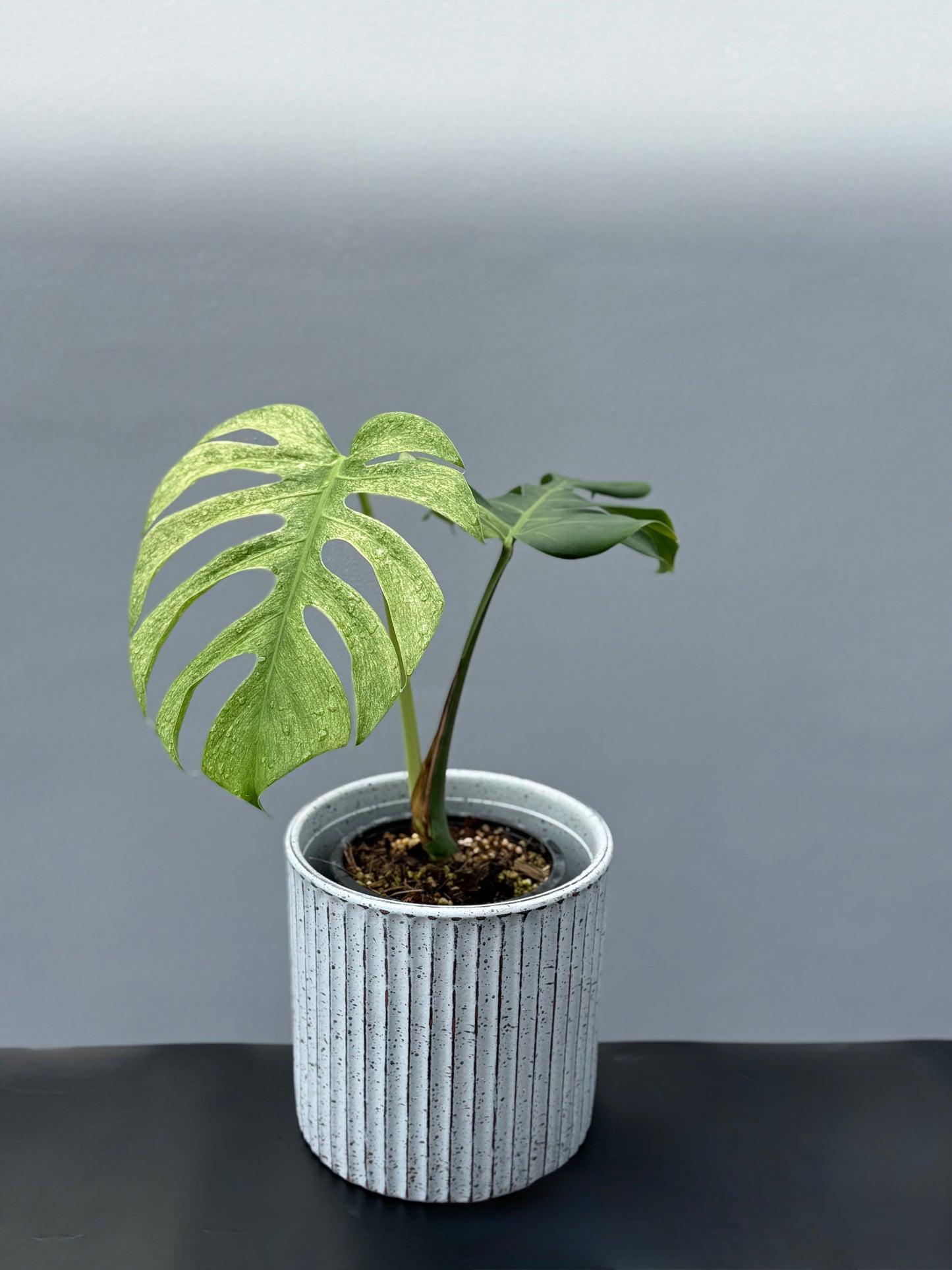 Monstera Deliciosa Borsigiana Mint
