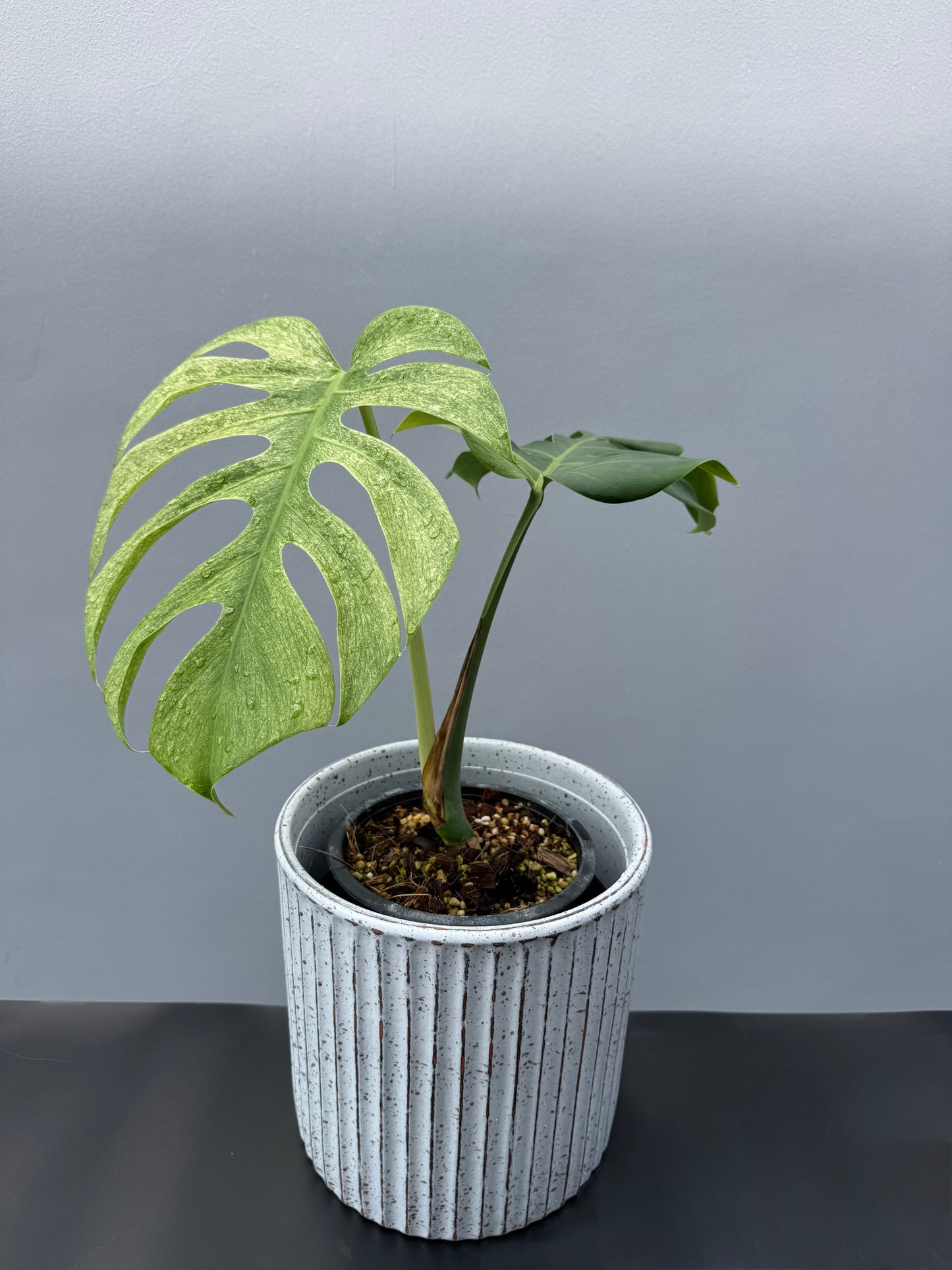 Monstera Deliciosa Borsigiana Mint