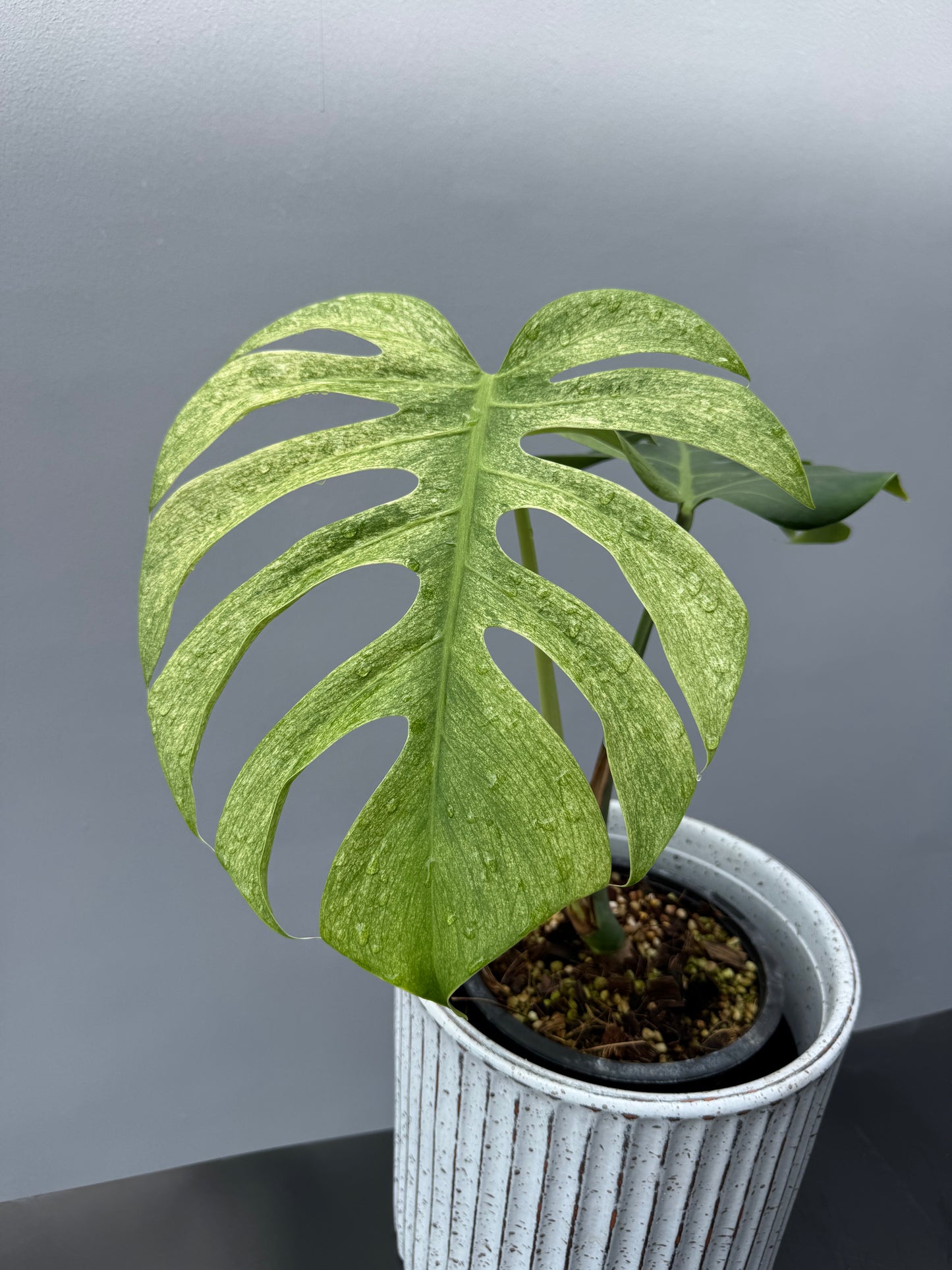 Monstera Deliciosa Borsigiana Mint