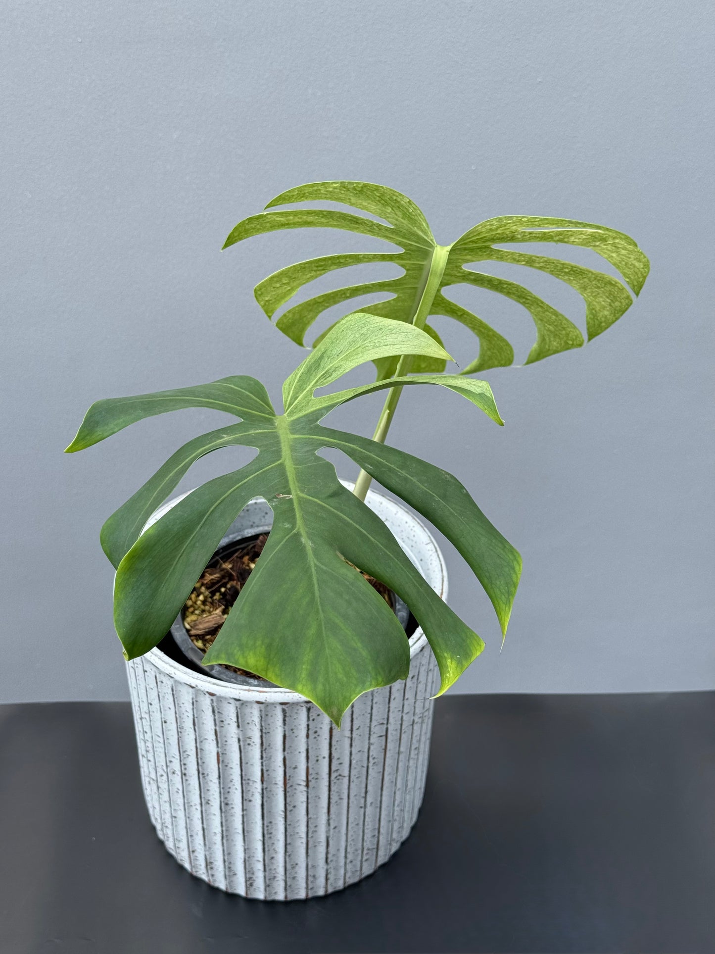 Monstera Deliciosa Borsigiana Mint
