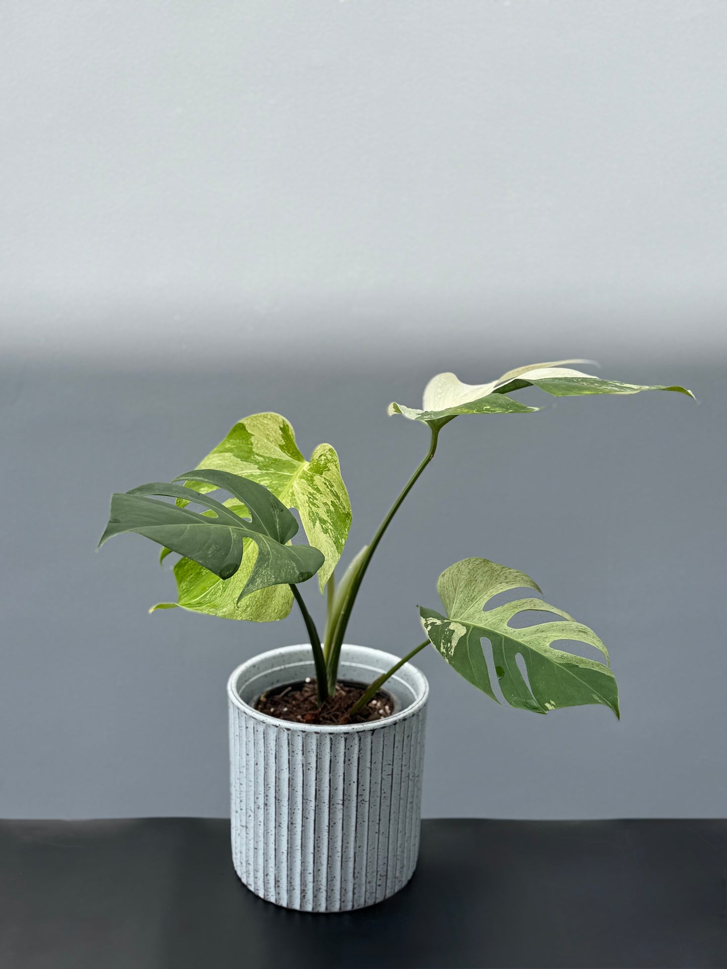Monstera Deliciosa Borsigiana Mint