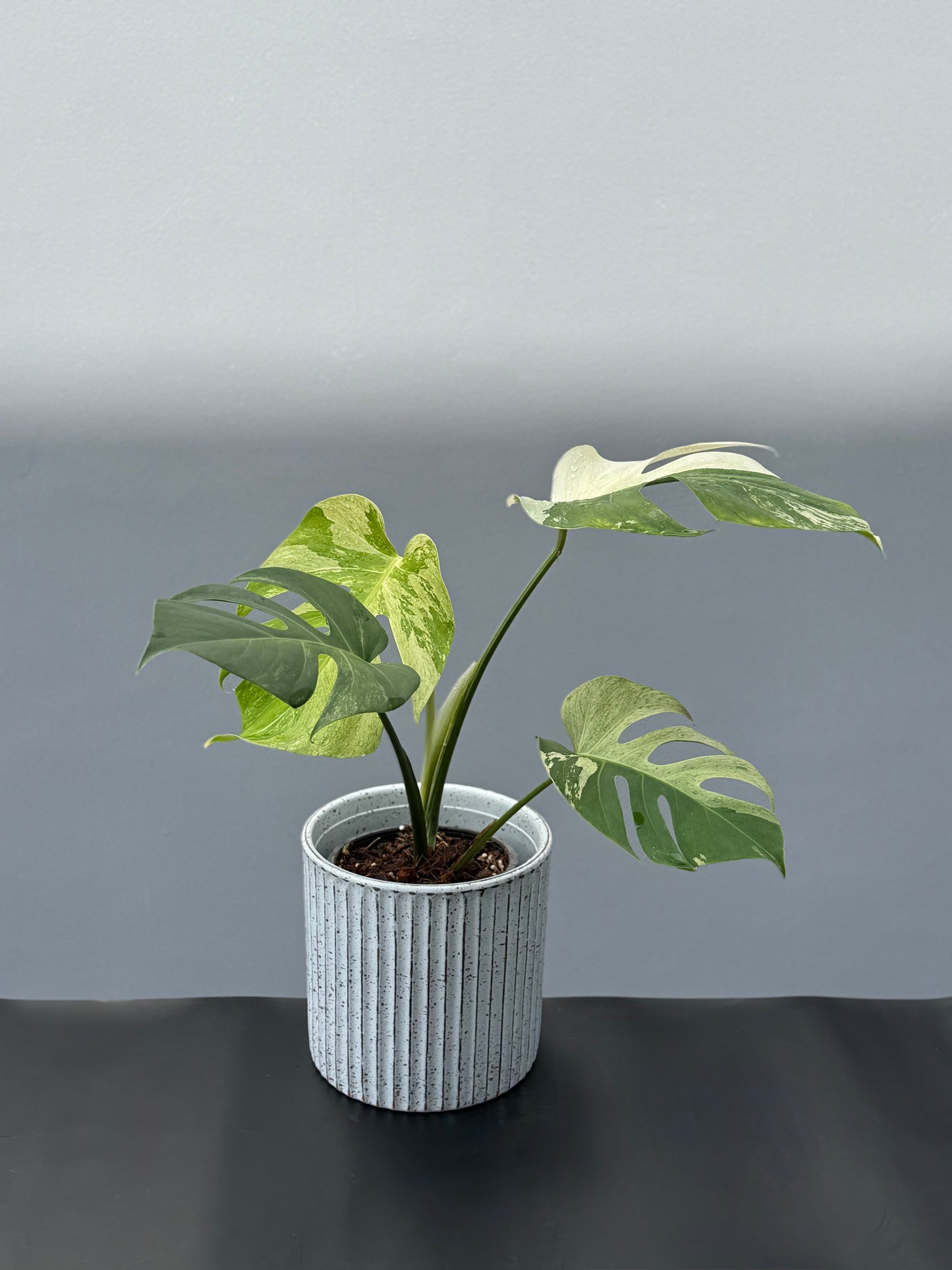 Monstera Deliciosa Borsigiana Mint