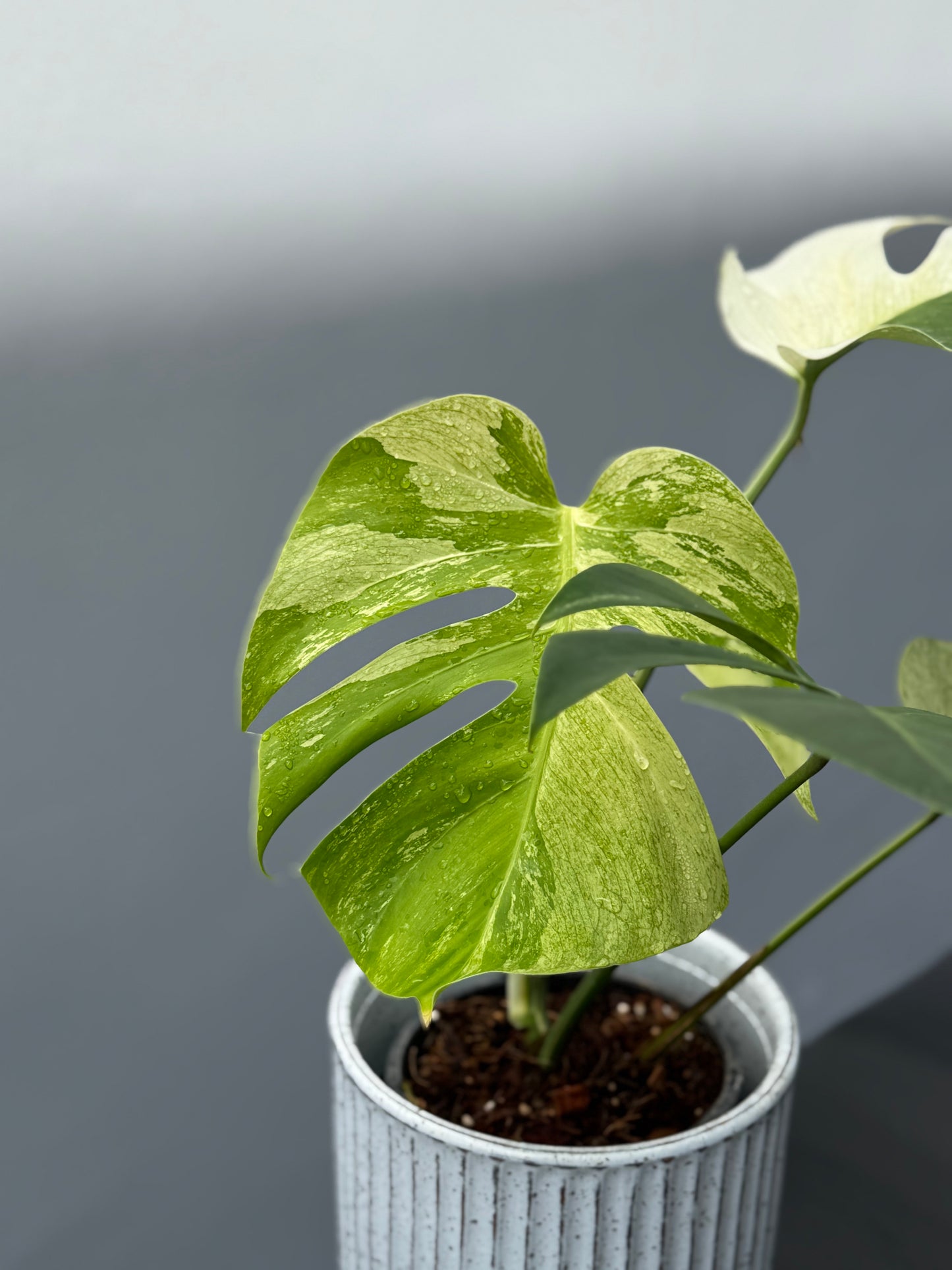 Monstera Deliciosa Borsigiana Mint