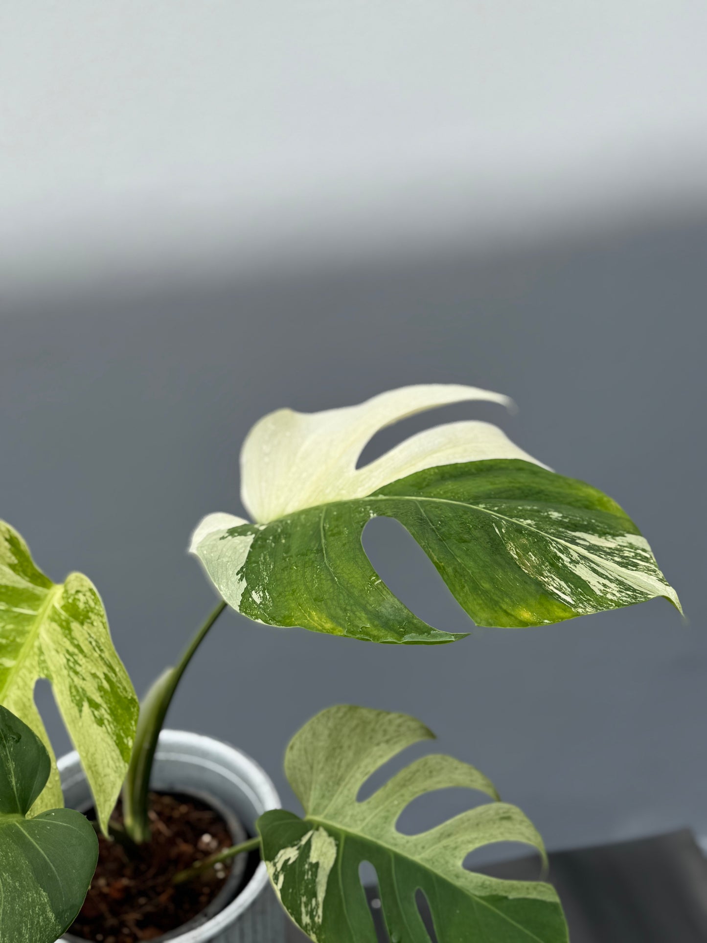 Monstera Deliciosa Borsigiana Mint