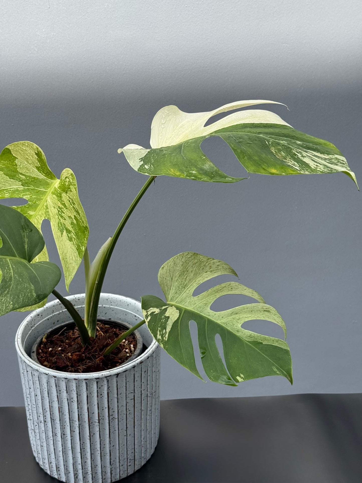 Monstera Deliciosa Borsigiana Mint