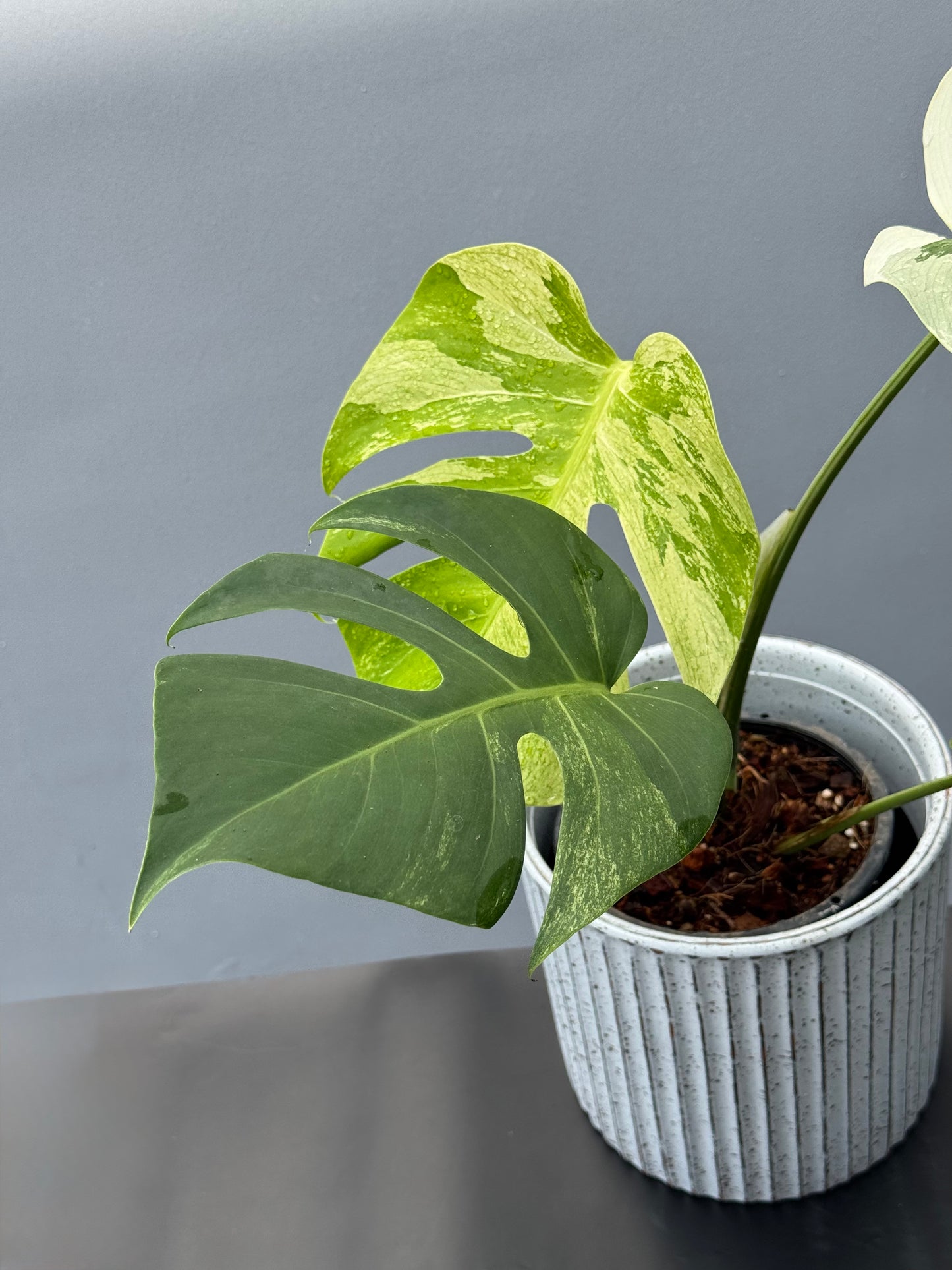 Monstera Deliciosa Borsigiana Mint