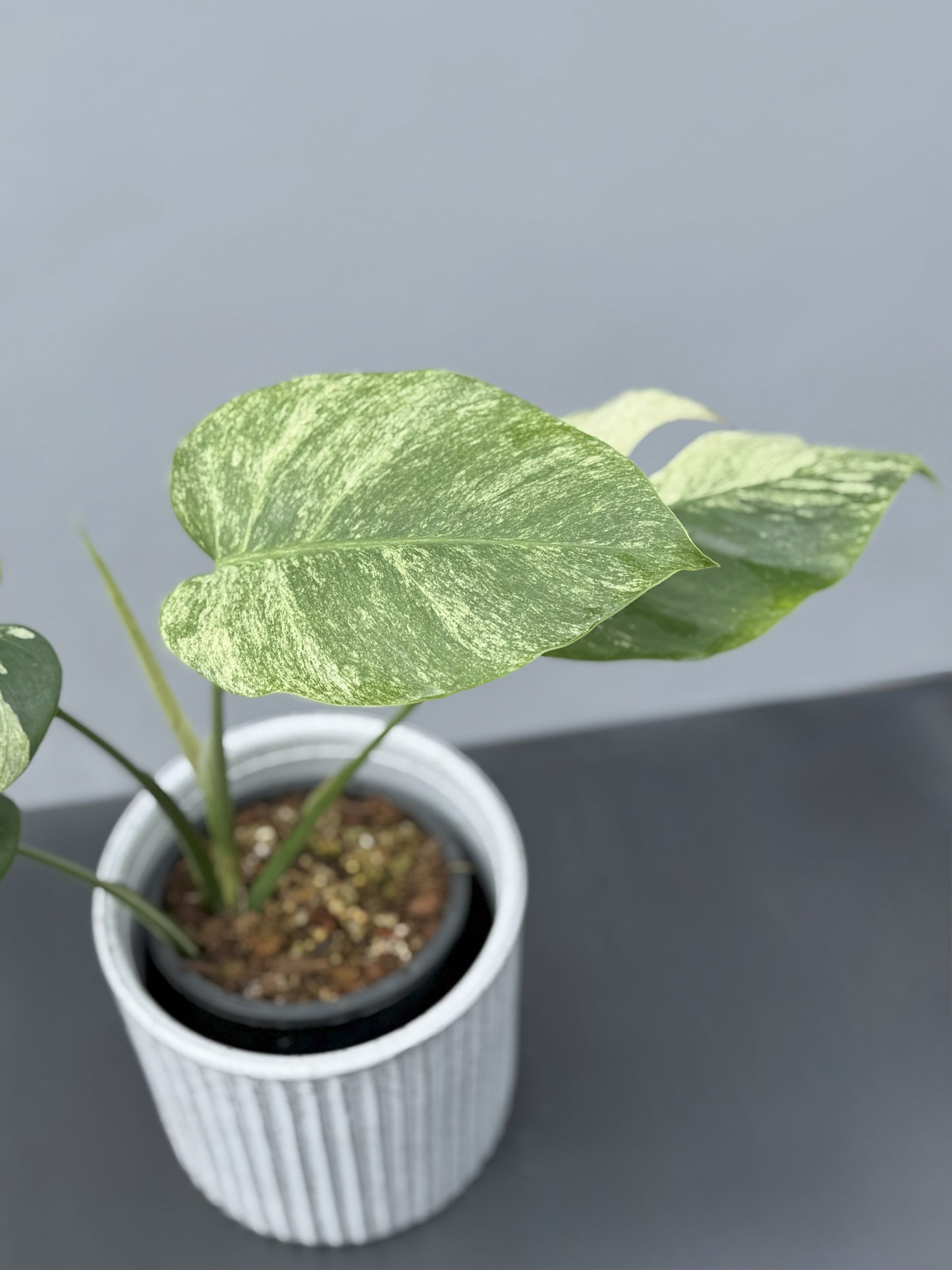 Monstera Deliciosa Borsigiana Mint