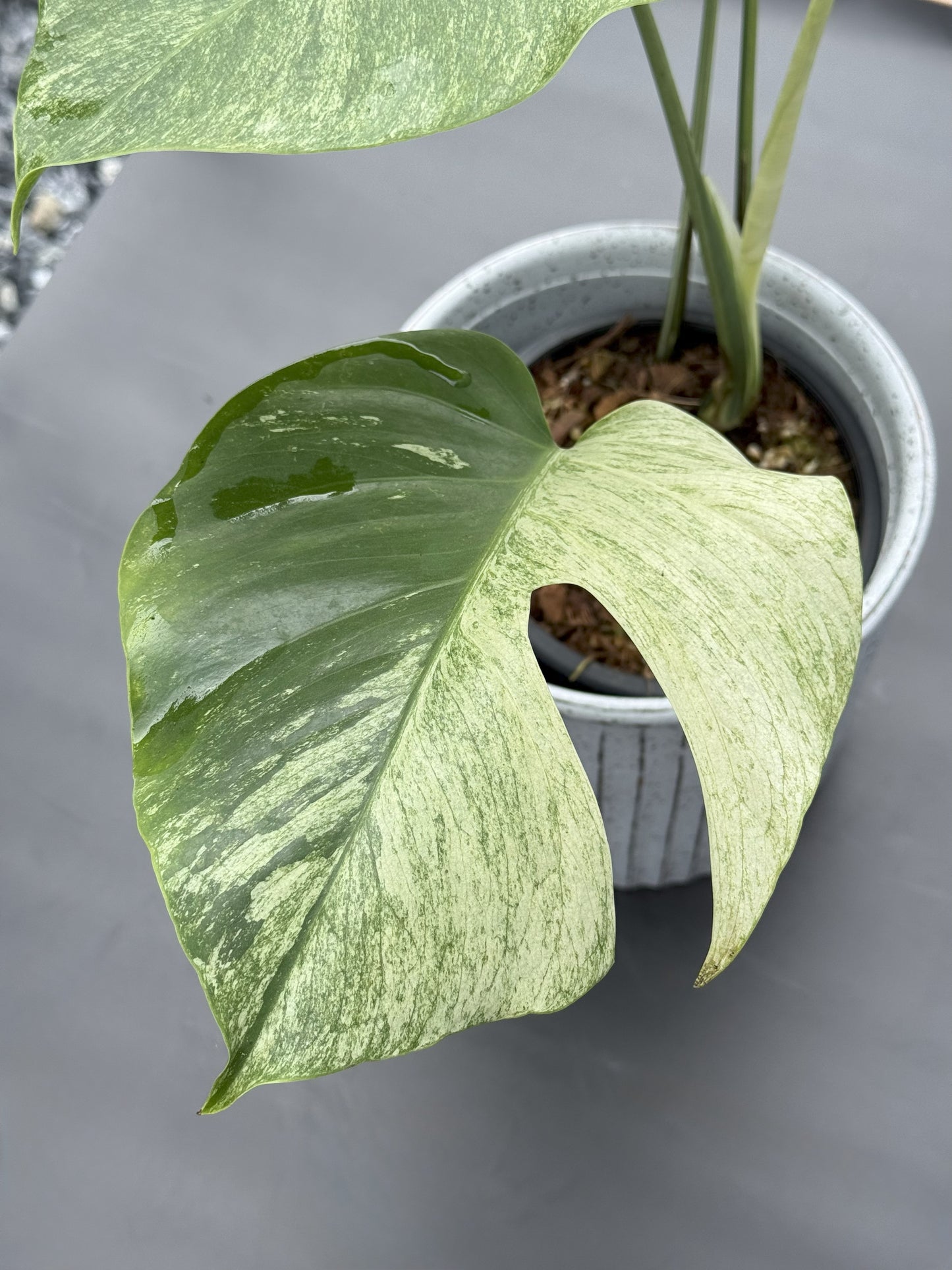 Monstera Deliciosa Borsigiana Mint