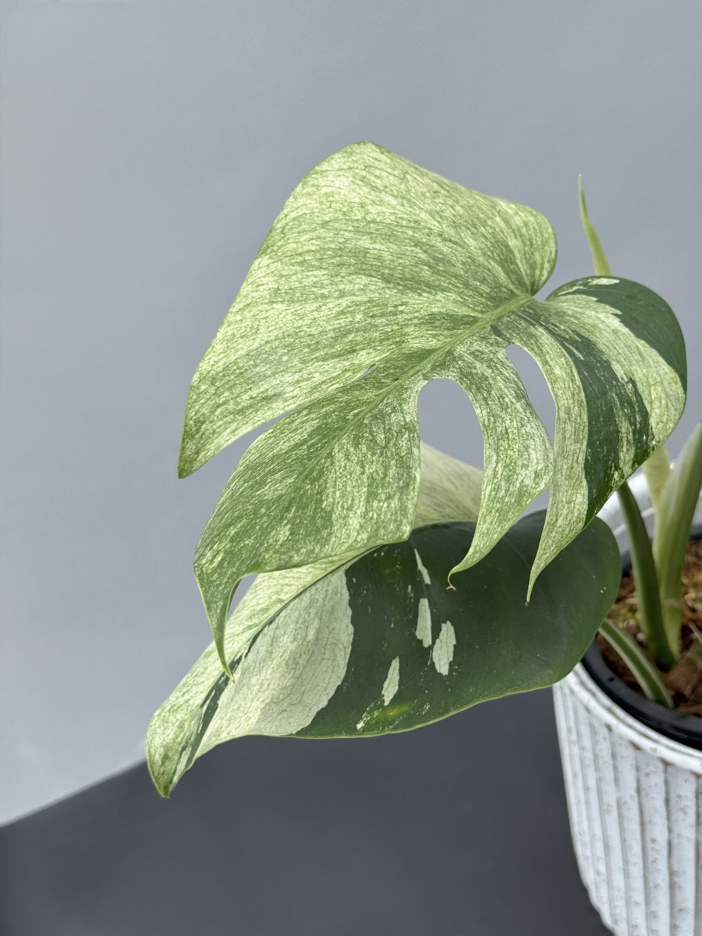 Monstera Deliciosa Borsigiana Mint