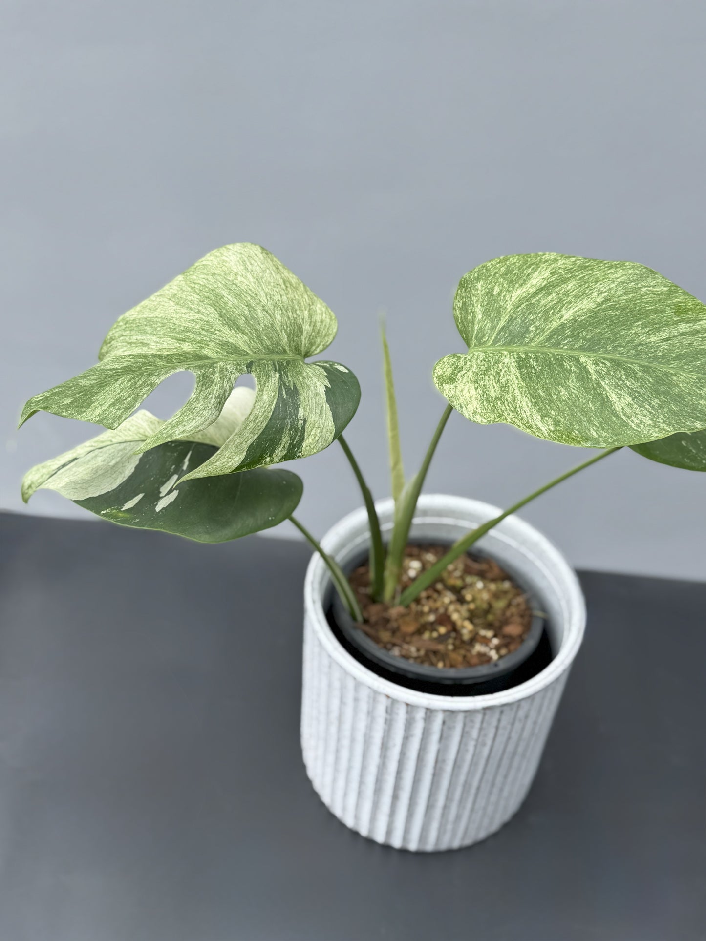Monstera Deliciosa Borsigiana Mint