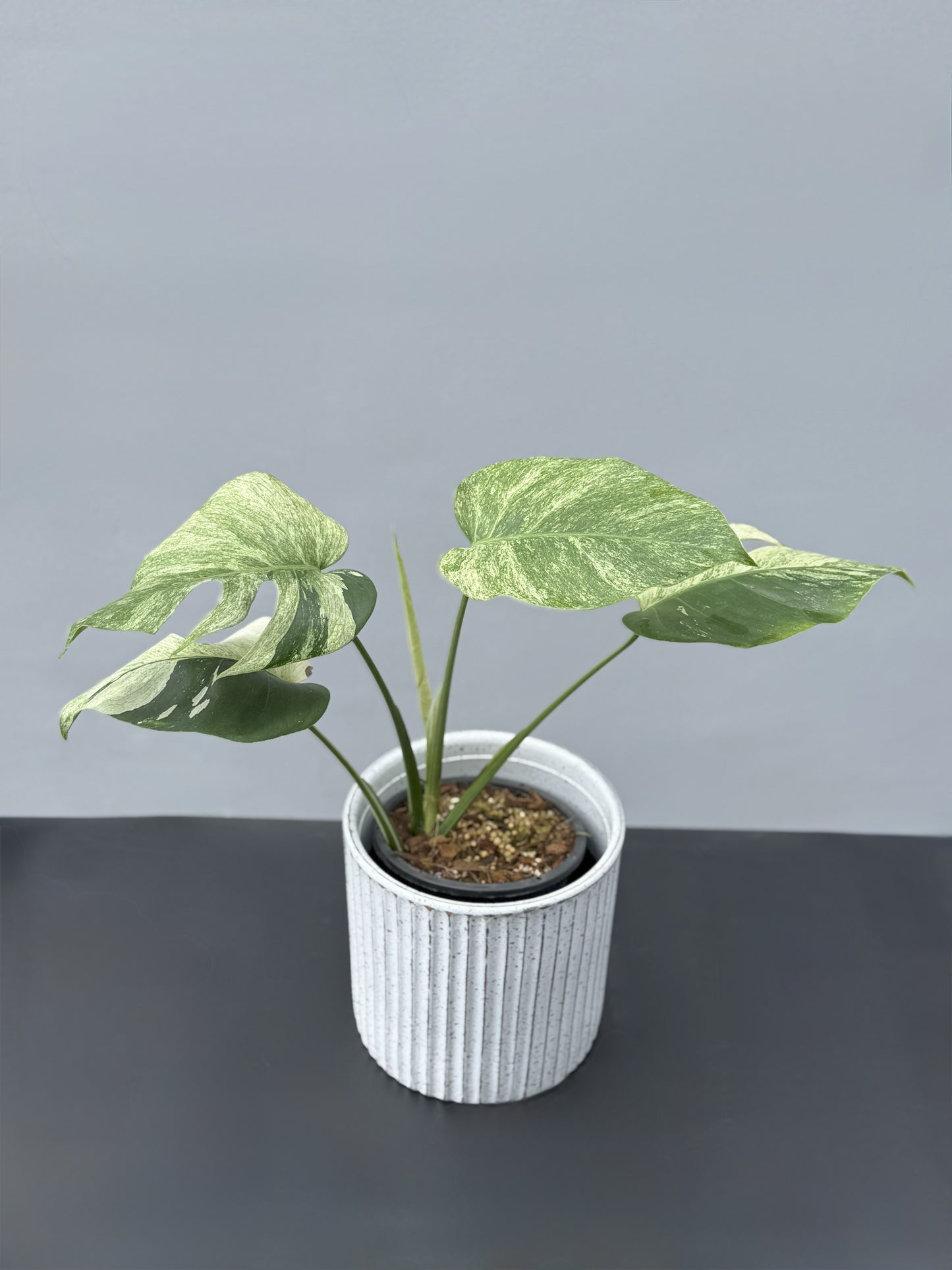 Monstera Deliciosa Borsigiana Mint