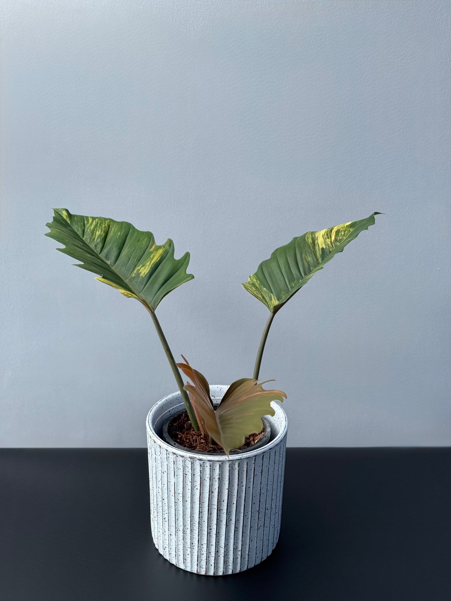 Philodendron Caramel Marble