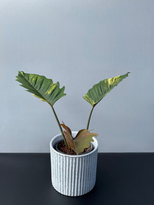 Philodendron Caramel Marble