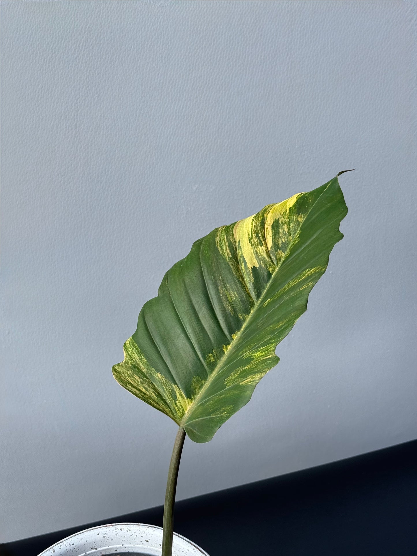 Philodendron Caramel Marble