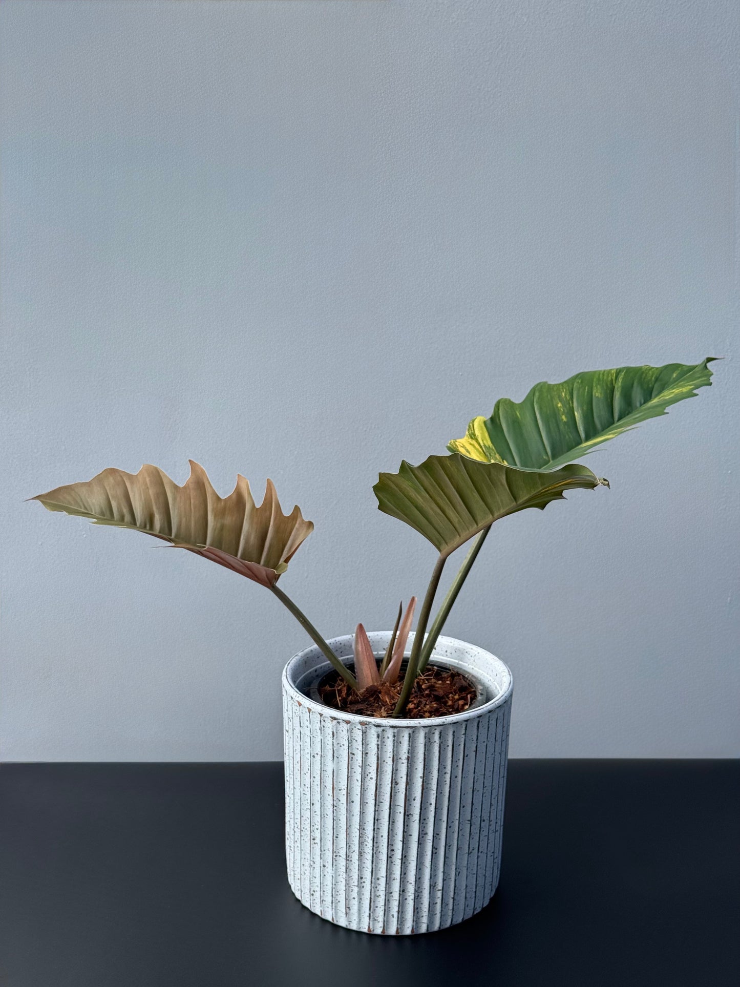Philodendron Caramel Marble