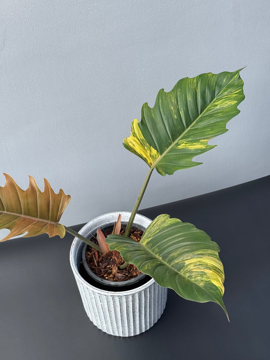 Philodendron Caramel Marble