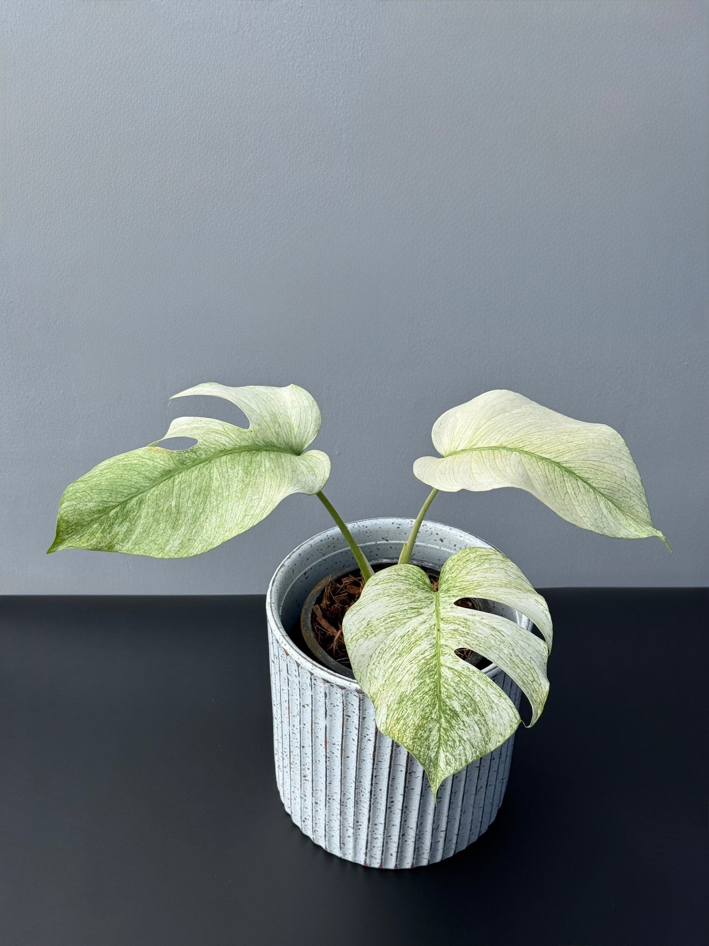 Monstera Full Mint