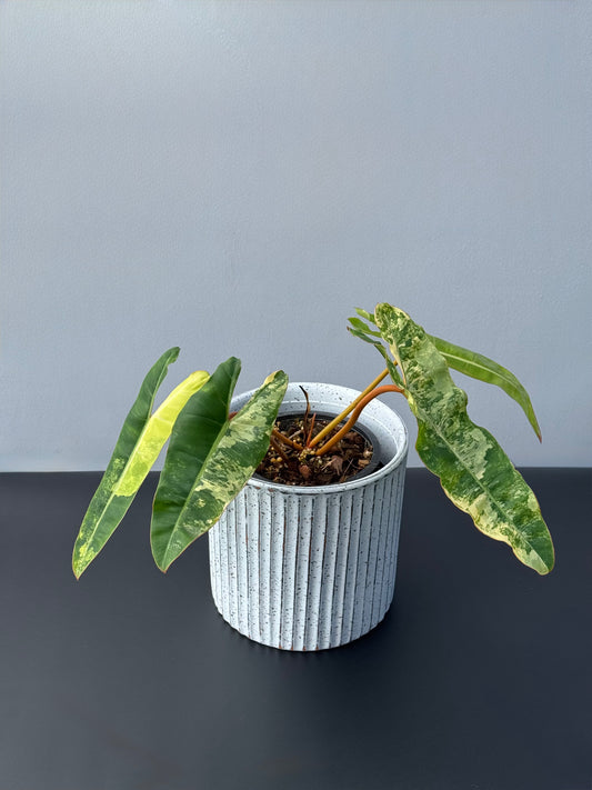 Philodendron Billietiae Variegated