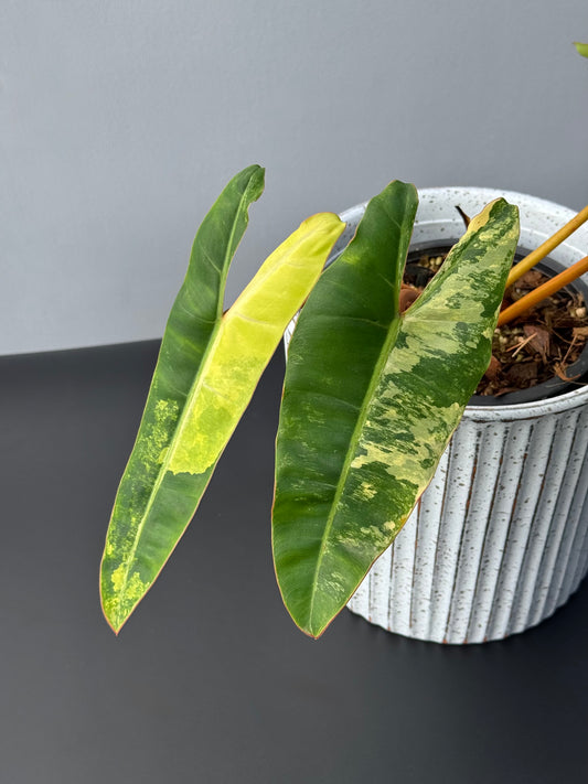Philodendron Billietiae Variegated
