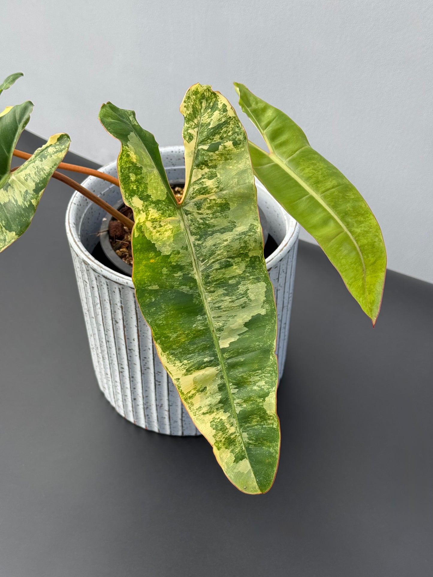 Philodendron Billietiae Variegated