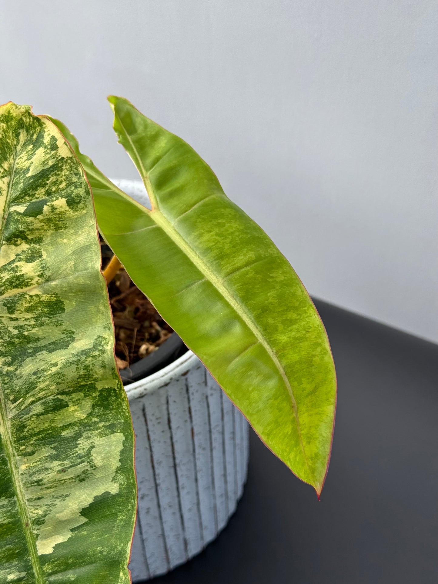 Philodendron Billietiae Variegated