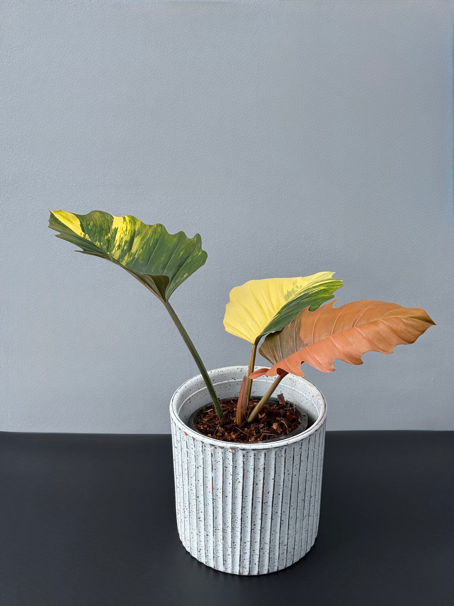 Philodendron Caramel Marble
