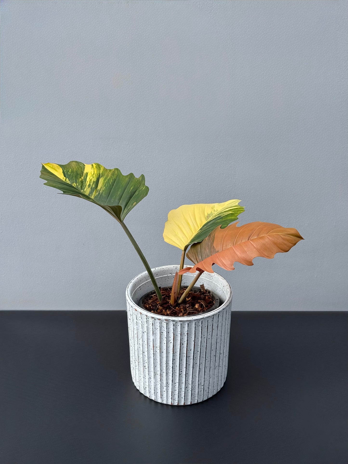 Philodendron Caramel Marble