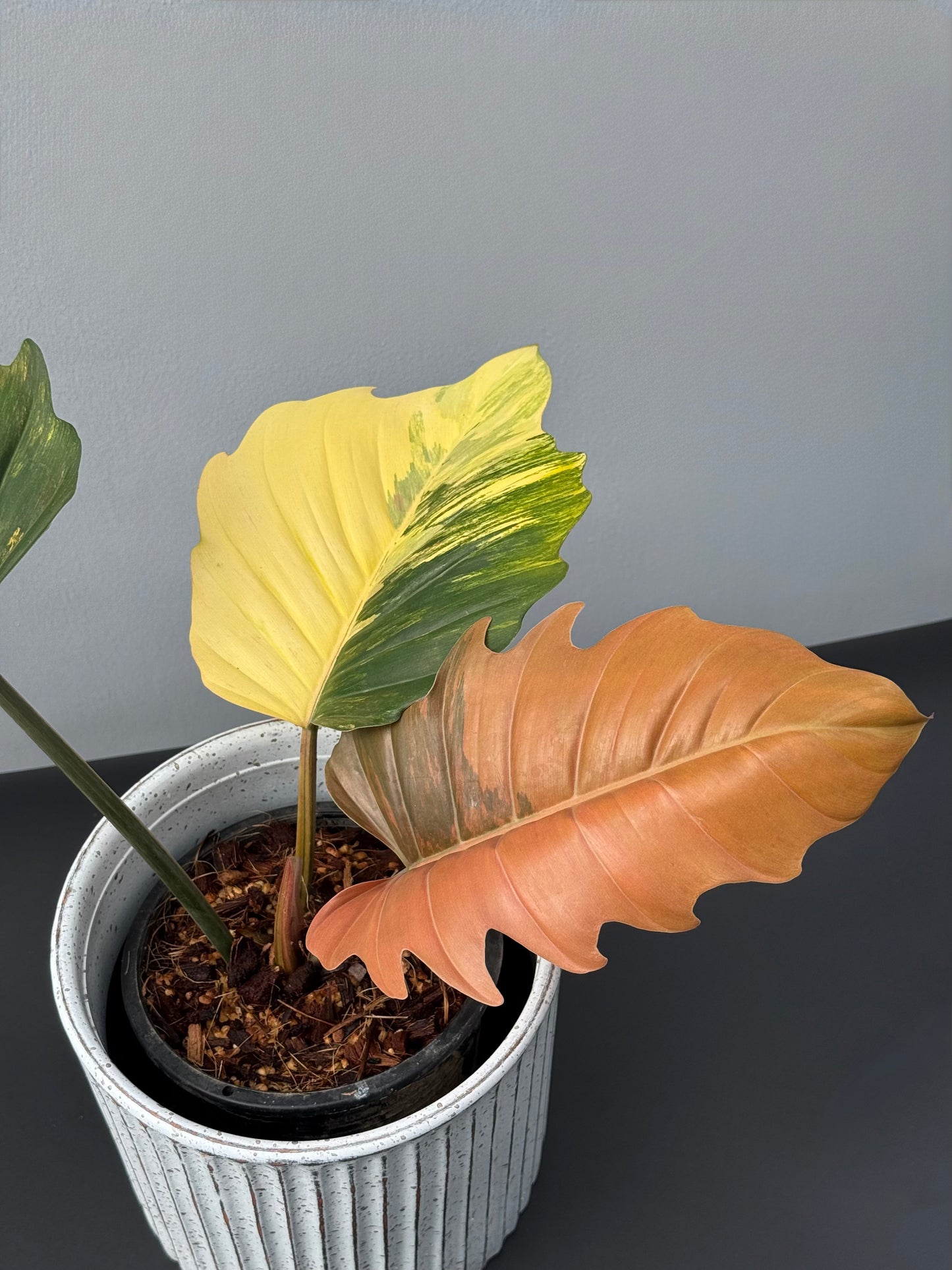 Philodendron Caramel Marble