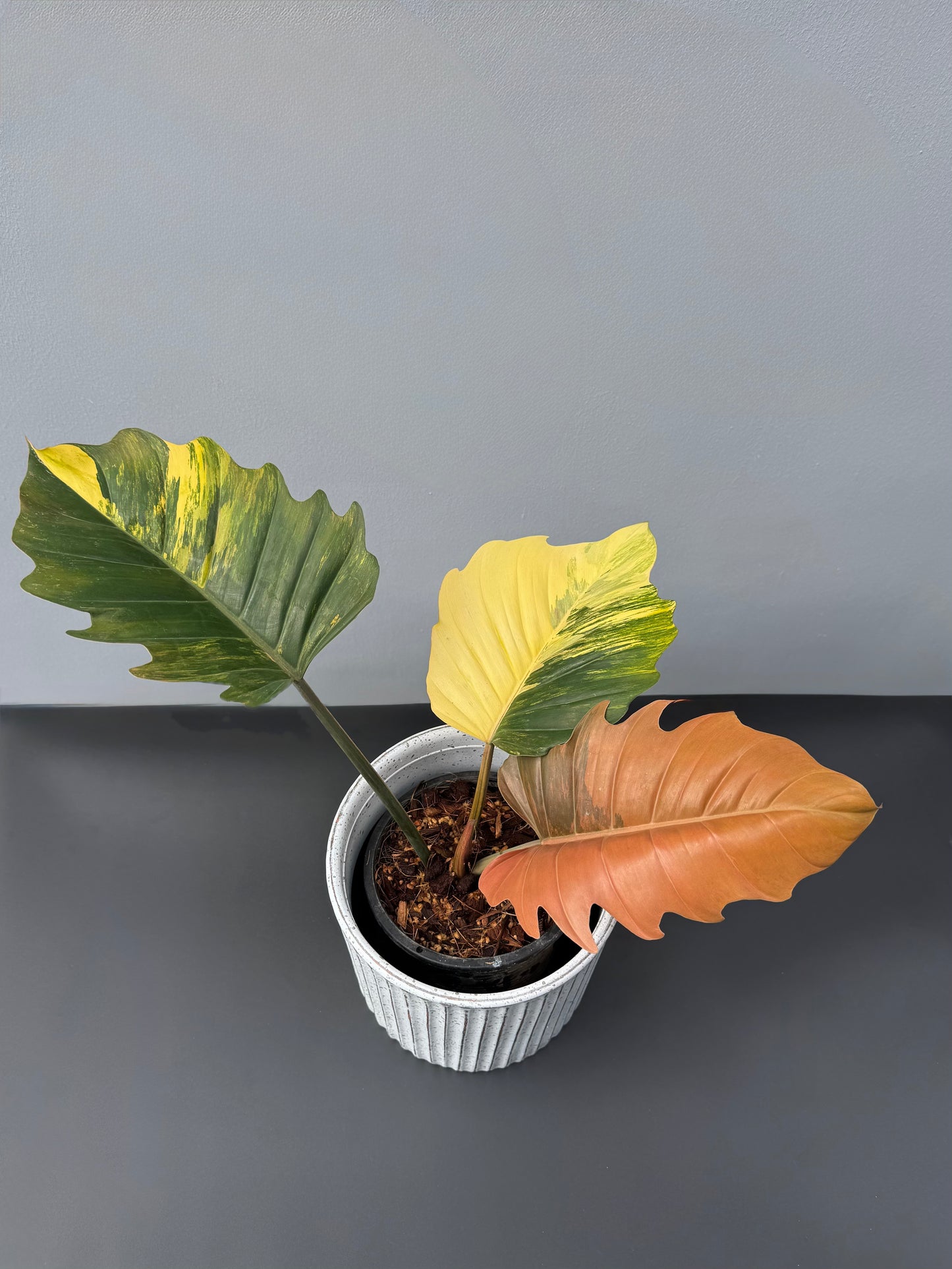 Philodendron Caramel Marble