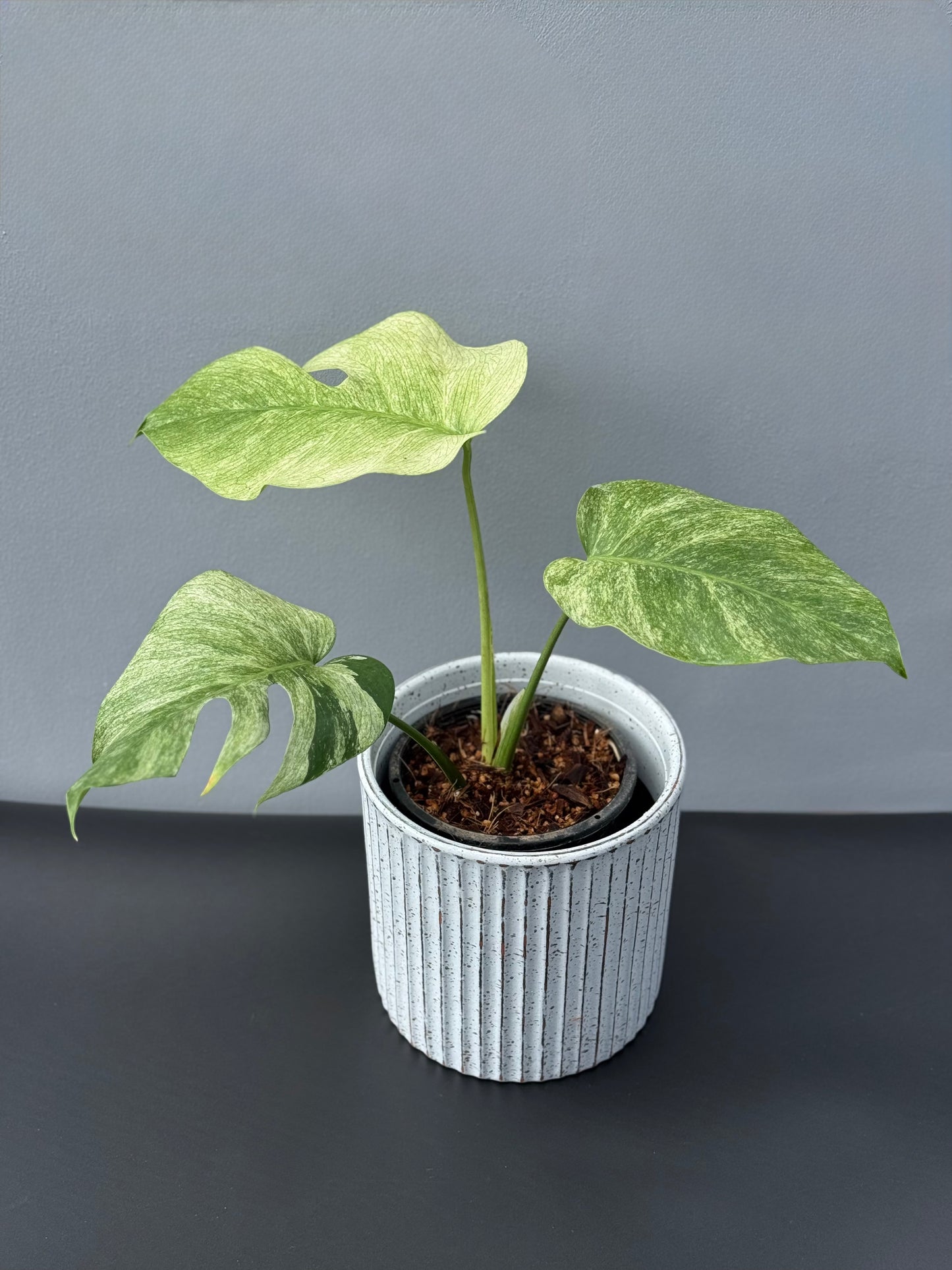 Monstera Jungle Mint