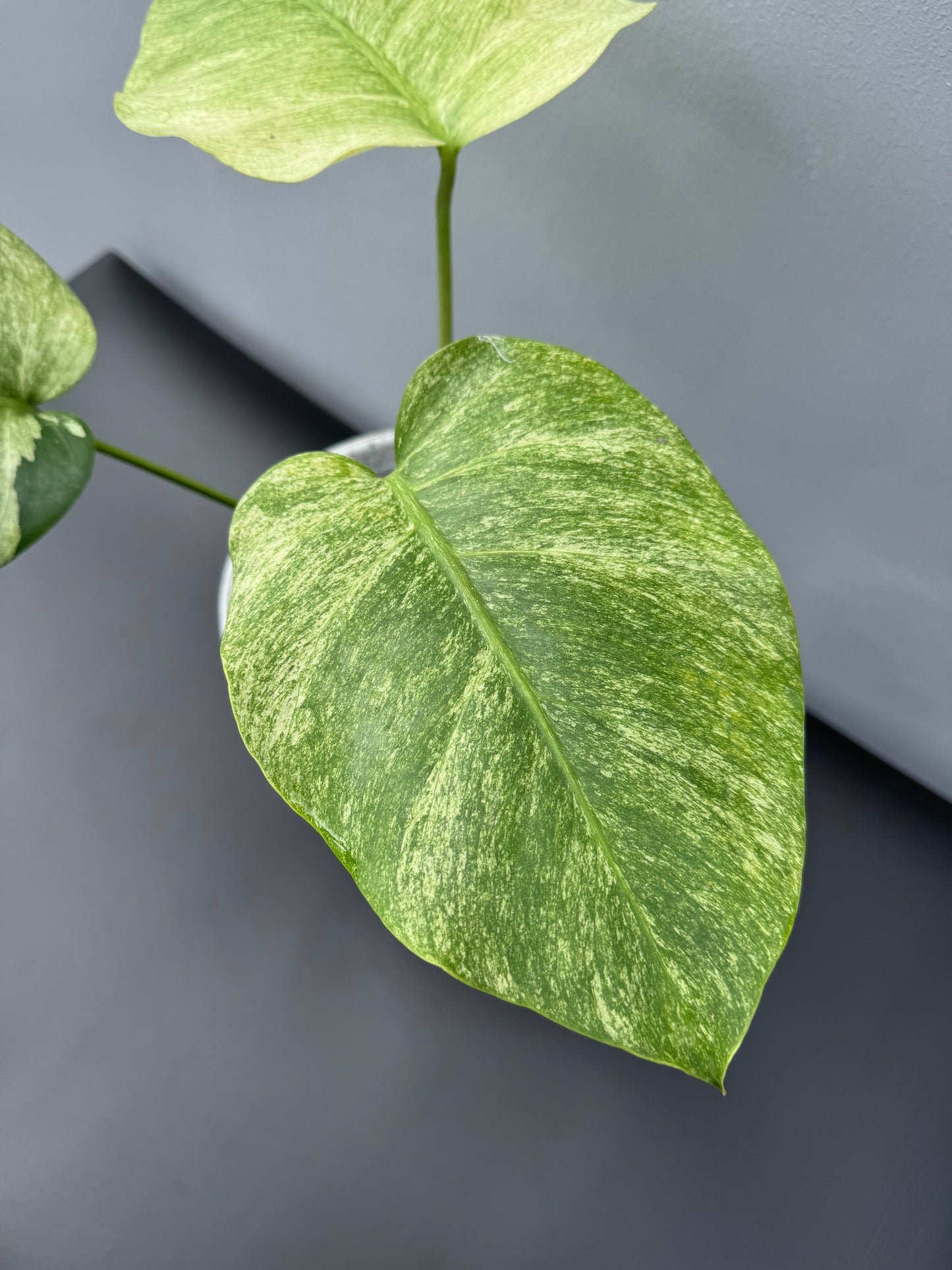 Monstera Jungle Mint