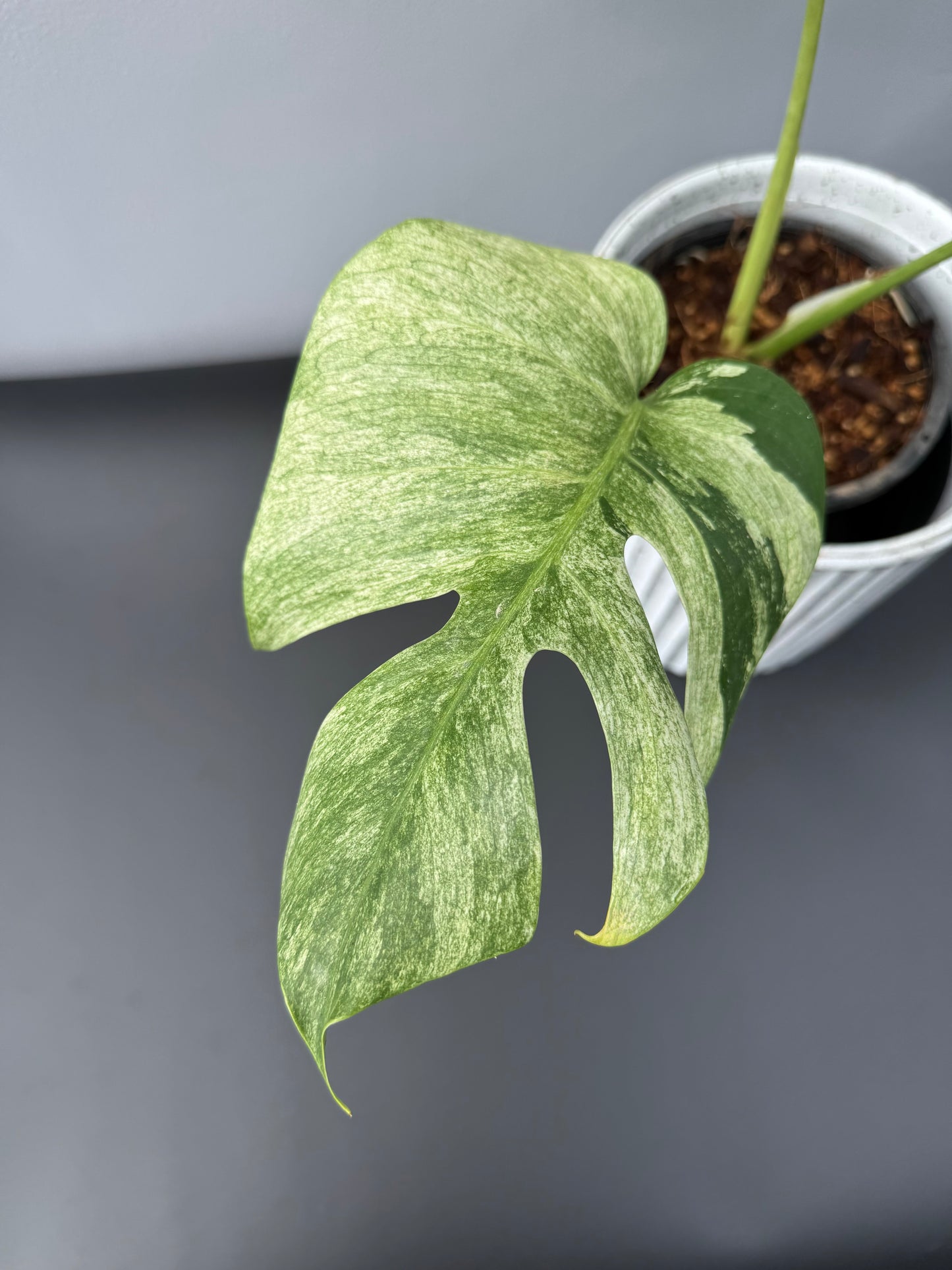 Monstera Jungle Mint
