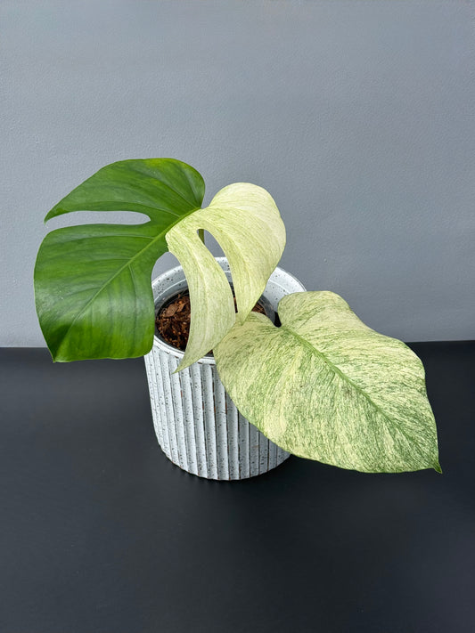 Monstera Jungle Mint