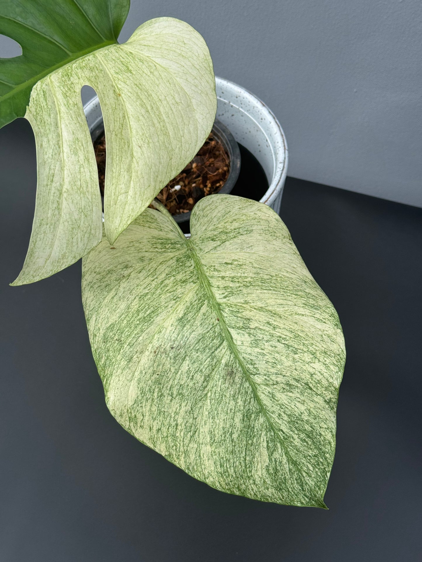 Monstera Jungle Mint