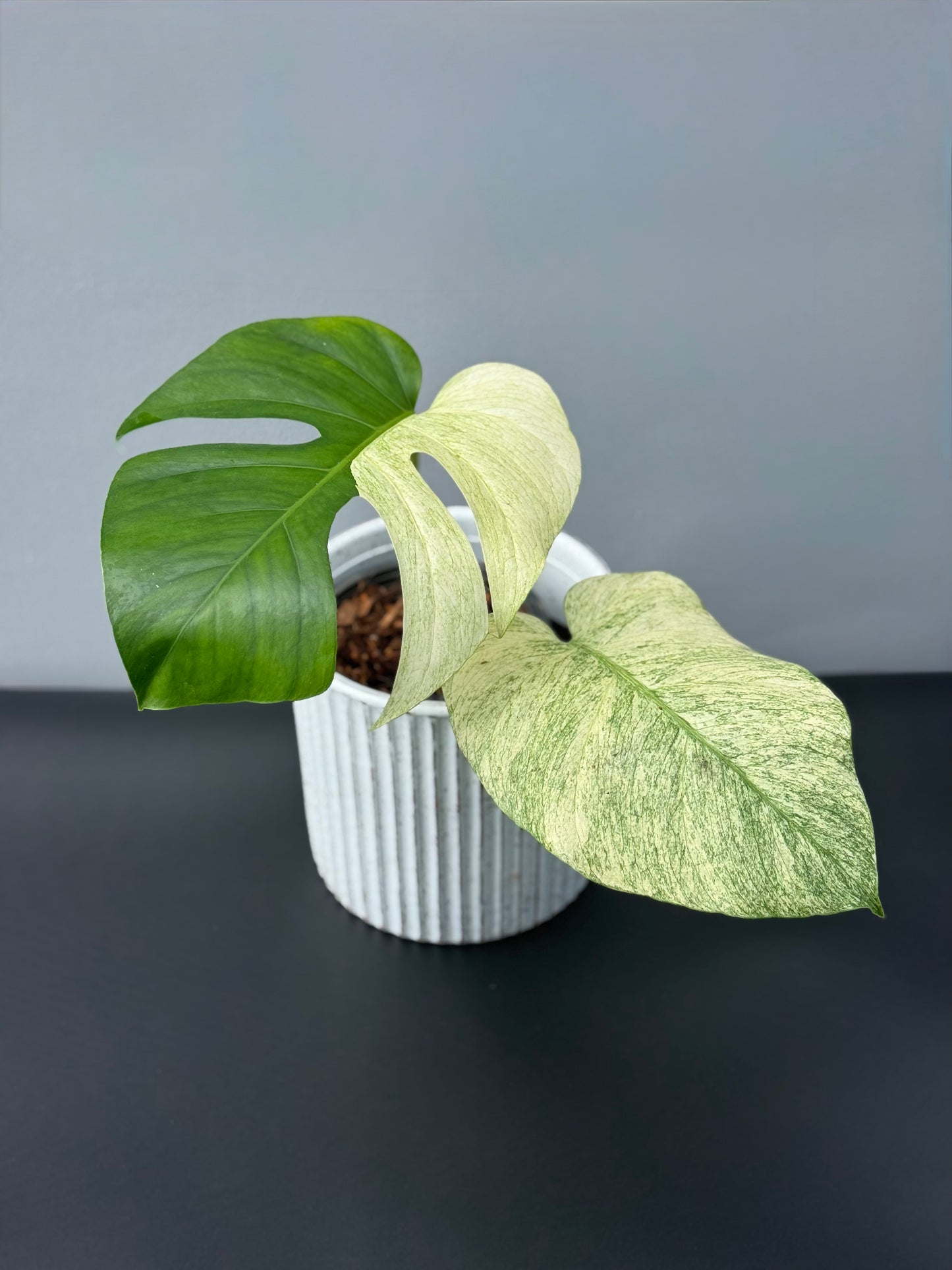 Monstera Jungle Mint