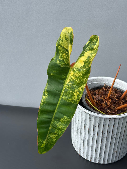 Philodendron Billietiae Variegated