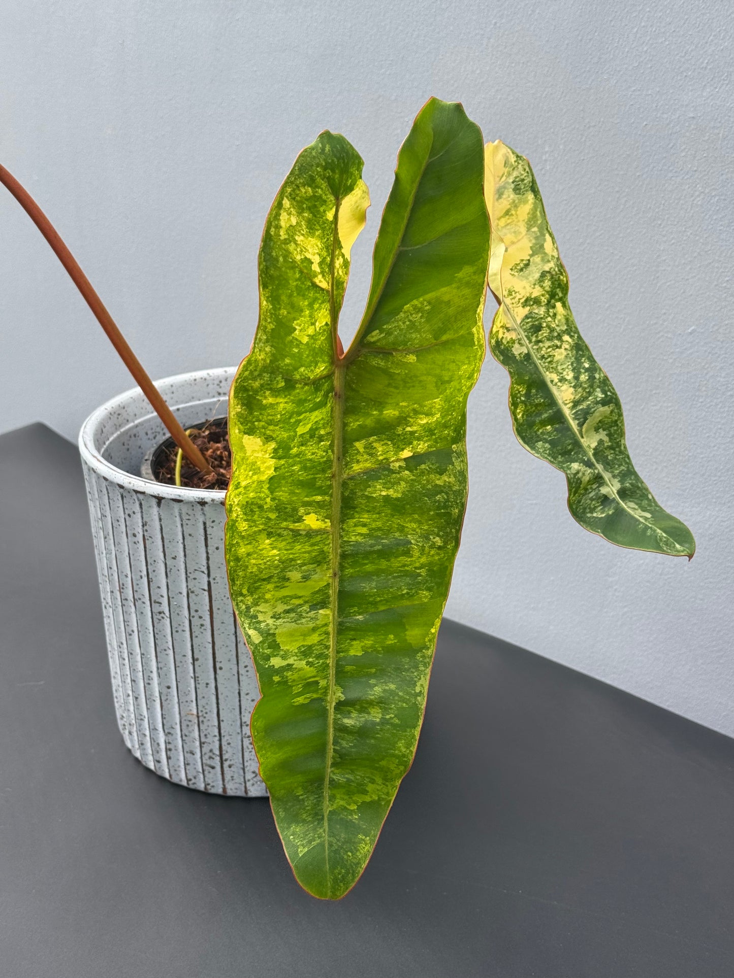 Philodendron Billietiae Variegated