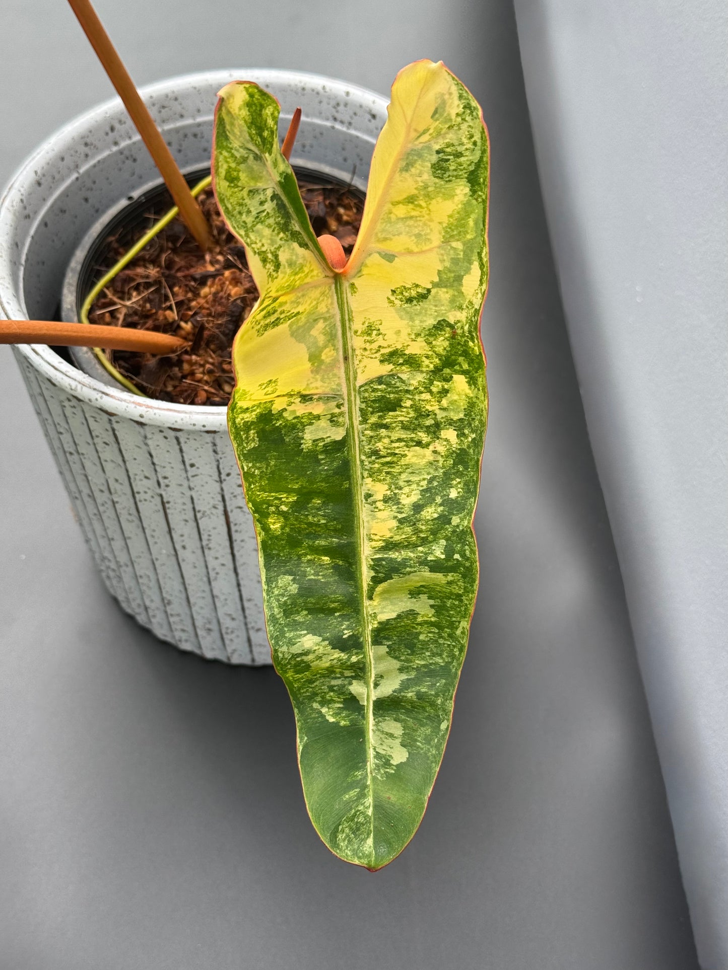 Philodendron Billietiae Variegated