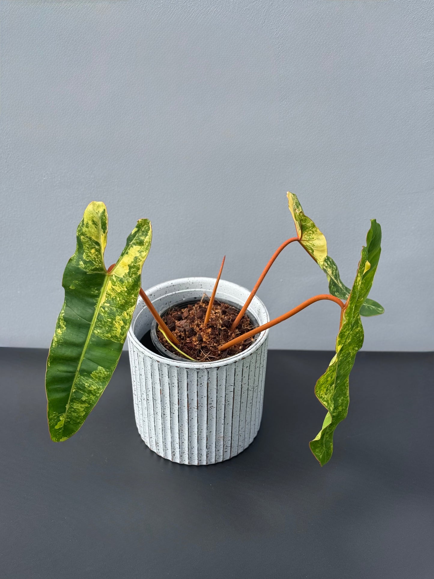 Philodendron Billietiae Variegated