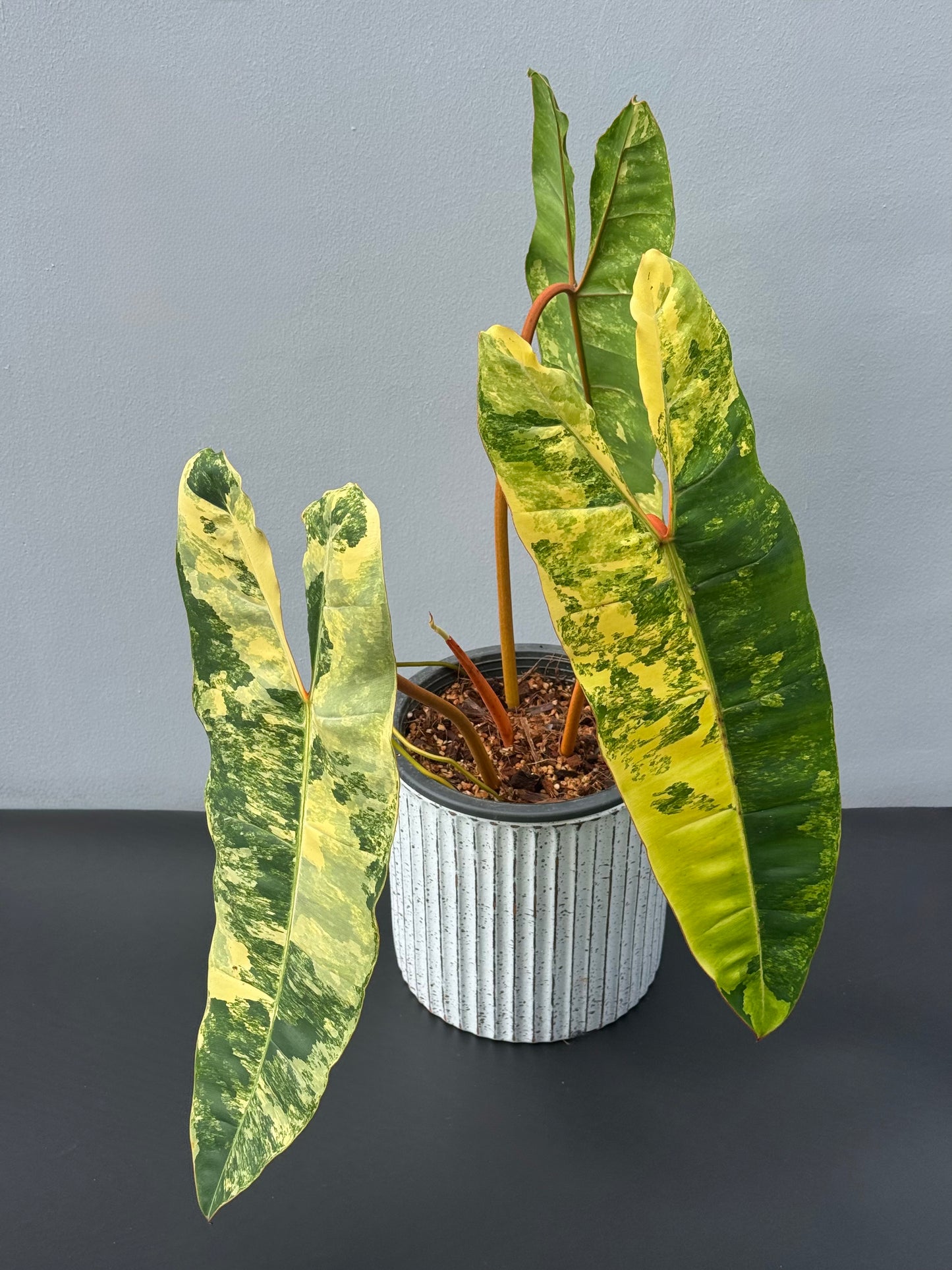 Philodendron Billietiae Variegated